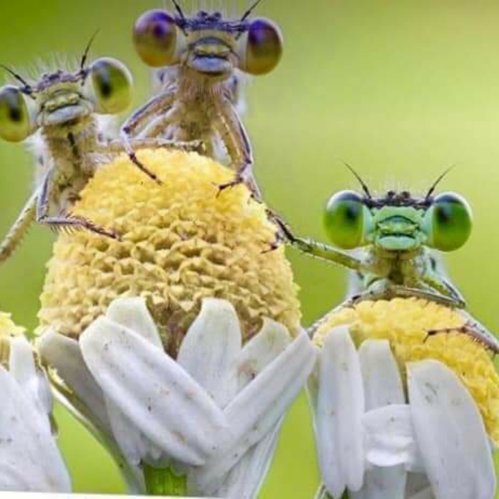 Thank you for looking